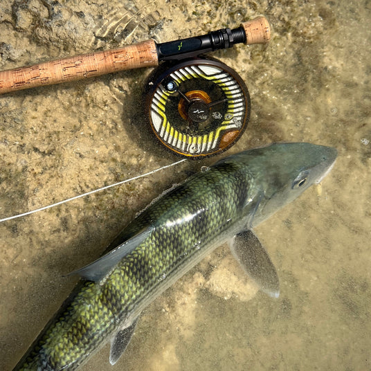 Nyligen fångad fisk i grunt vatten bredvid flugspö och rulle på stenar - en klassisk scen för sportfiske och fiskeresa.