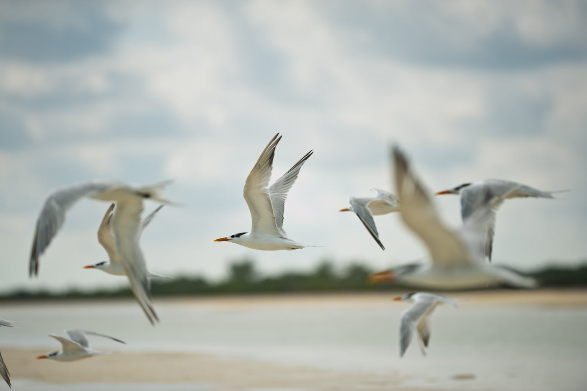 Måsar med orange näbbar flyger över en sandstrand, medan sportfiskare gör sig redo för fiskeresa vid vattnet under molnig himmel.