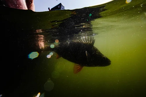 Undervattensvy av en fisk nära ytan, ljus filtreras genom grönt vatten, sportfiskares hand syns delvis ovanför fisken.