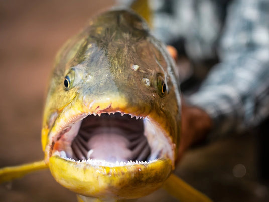 Närbild på stor gul fisk med öppen mun och vassa tänder. I bakgrunden håller sportfiskare fångsten, äventyrlig fiskeupplevelse.