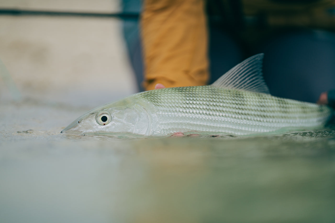 En sportfiskare med sandfärmad ärm släpper varsamt tillbaka en silverglänsande fisk med ränder i grunt vatten.