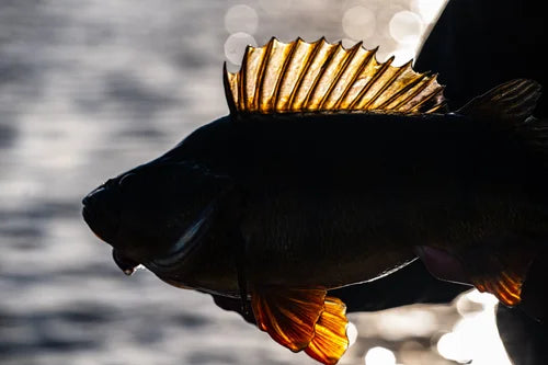 En sportfiskare håller upp en fisk med taggiga fenor mot ett glittrande, solbelyst vattendrag.