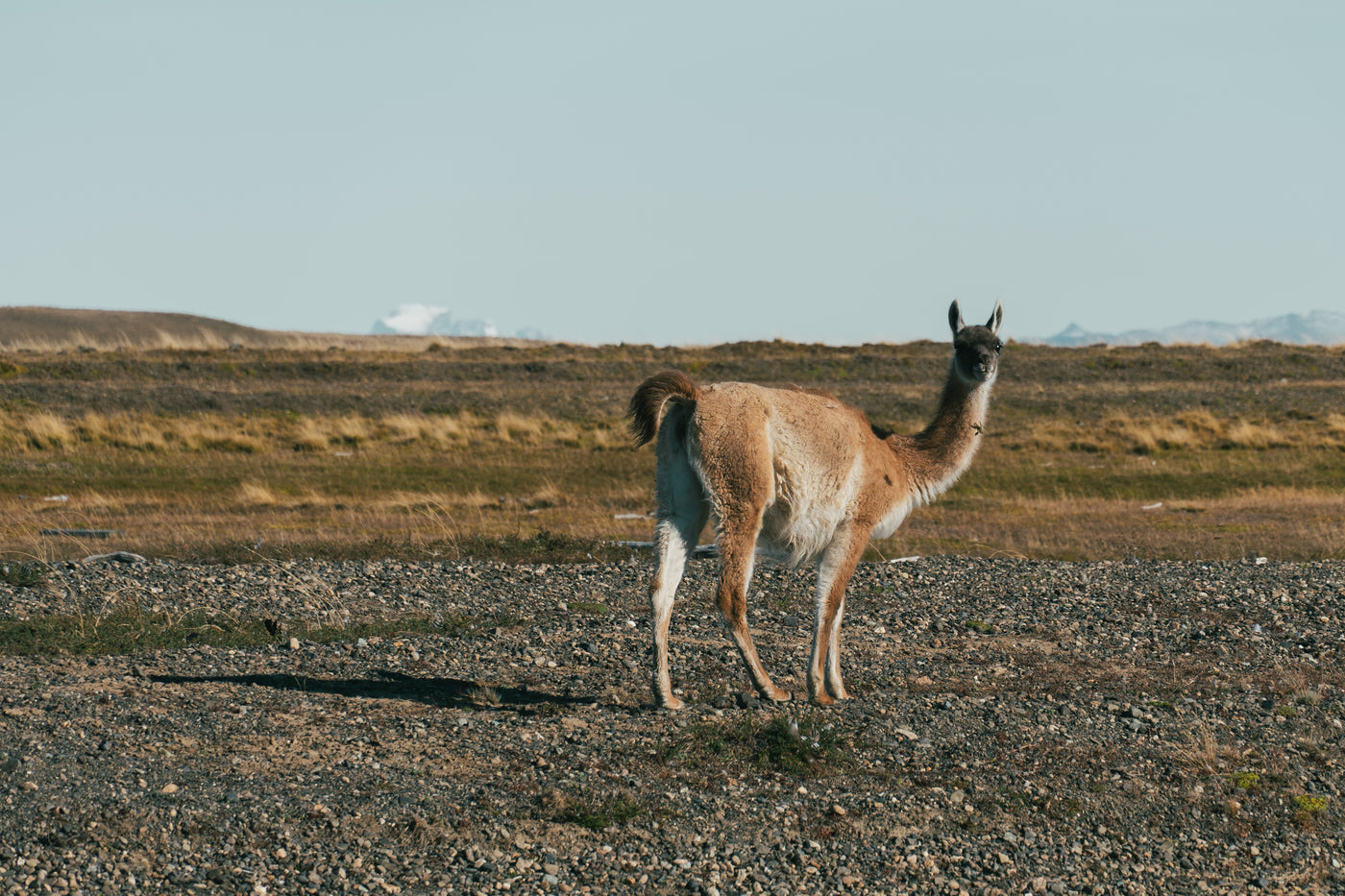 En ensam guanaco står på stenig mark i ett öppet gräslandskap under klar himmel, som lugnet vid en fiskeresa.