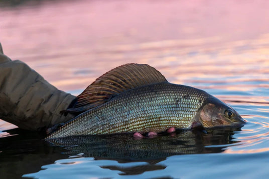 En sportfiskare håller försiktigt en stor harr i grunt vatten, dess höga ryggfena och glänsande fjäll syns tydligt under fiskeresan.