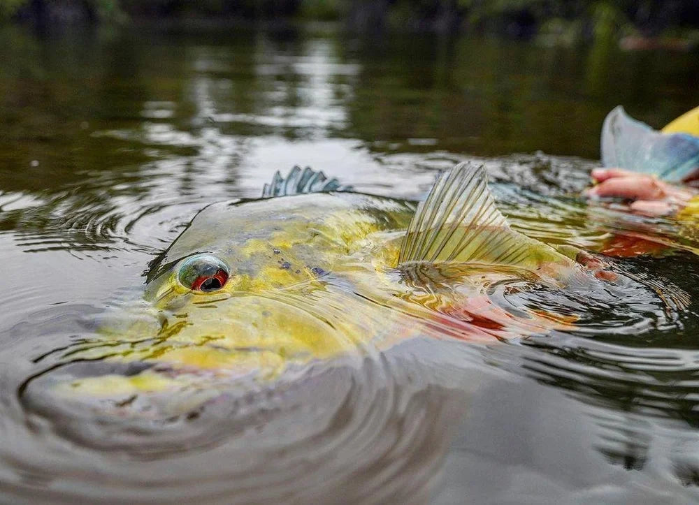 En sportfiskare håller varsamt en färgstark fisk med gula och gröna fjäll samt röda ögon i det krusande vattnet, fiskeäventyr.