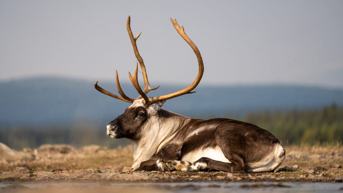 En ren med stora horn vilar på marken i naturen, med omgivande kullar och träd som lockar sportfiskare under klar himmel.