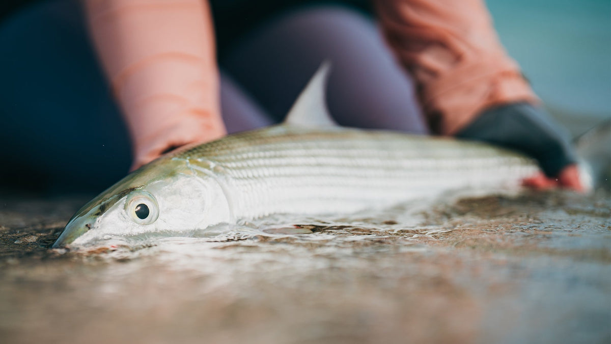 Vilka flugor ska du packa för bonefish-resan?