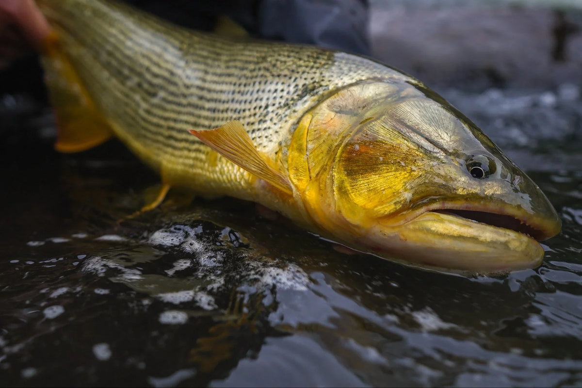 Golden dorado hålls upp över vattnet i en djungelälv i Argentina