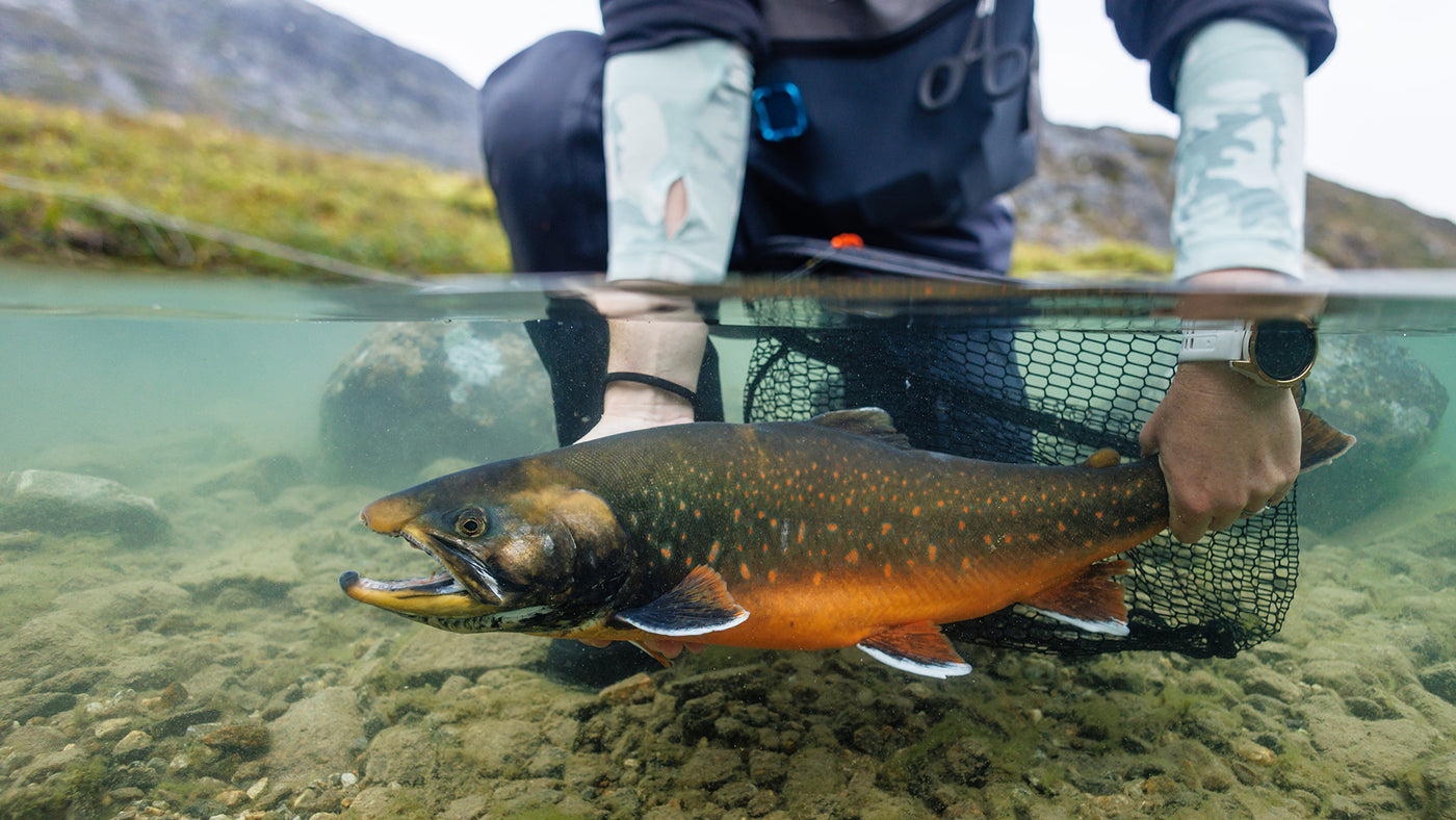 En sportfiskare släpper en stor fisk med orange och gröna fjäll från ett svart nät vid en stenig strandkant.