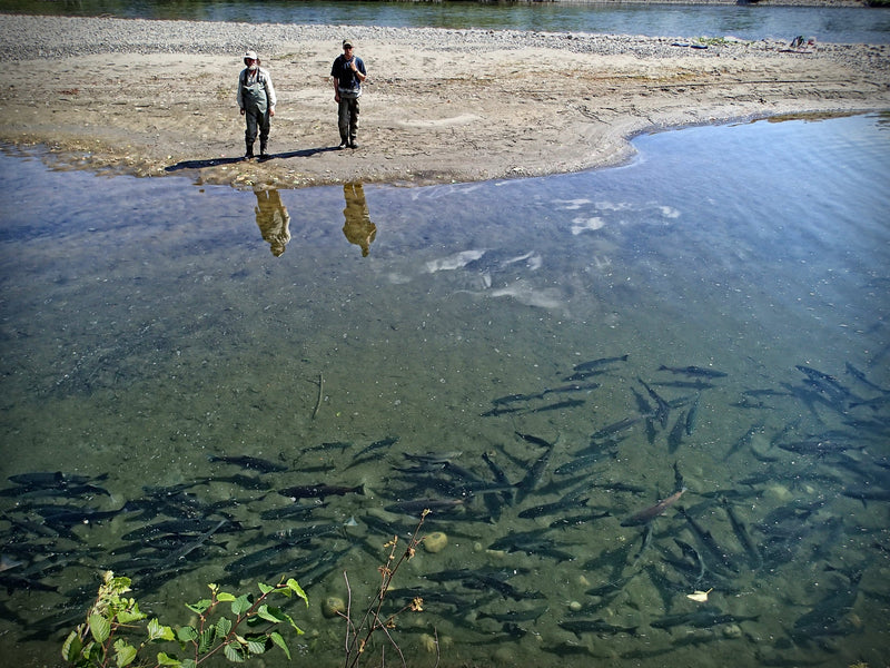 Två personer står på en sandig älvstrand under en fiskeresa och observerar stora fiskar i klart, grunt vatten.