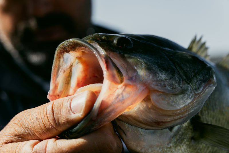 En sportfiskare håller en stor fisk i munnen, med tydliga fjäll och gälar - ett imponerande resultat från sin fiskeresa.