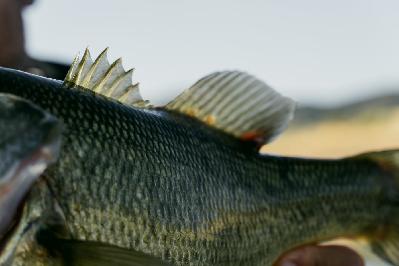 En sportfiskare håller en fisk och visar dess fjäll och ryggfena mot en mjukt suddig naturbakgrund.