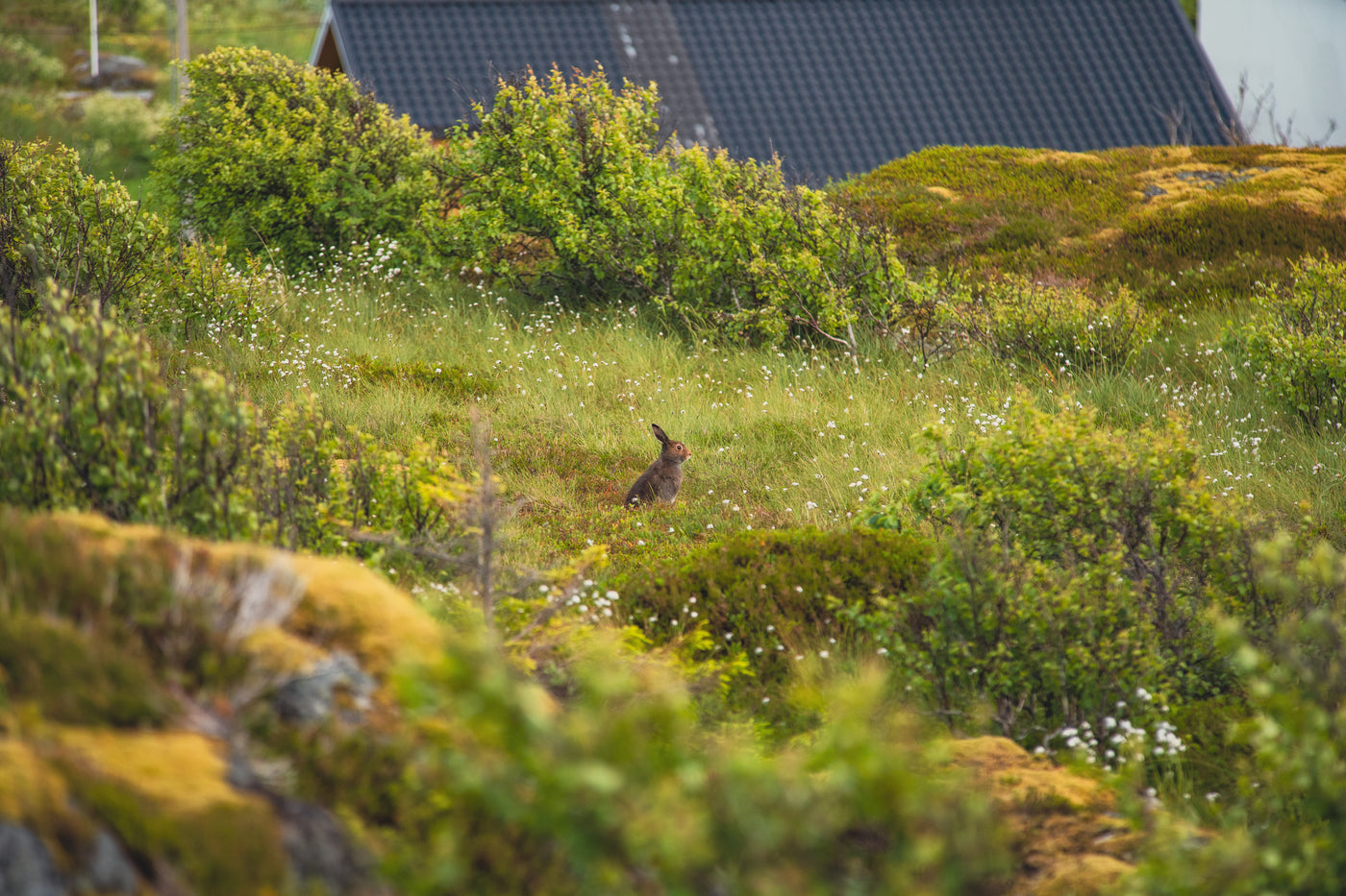 En brun hare sitter vaksamt i en grön äng vid buskar och blommor, med ett hus i bakgrunden - perfekt för fiskeresa.