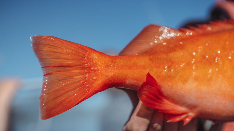 Närbild av en sportfiskare som håller en uer fisk, fokus på fiskens kropp och stjärt med suddig blå himmel i bakgrunden.