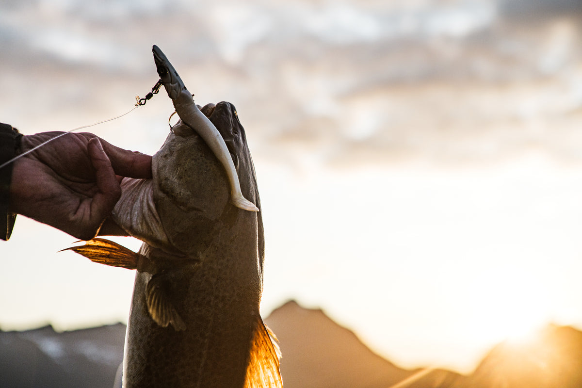 Närbild på en hand som håller en fisk vid munnen med drag, mot suddiga berg och gyllene solnedgång - inspiration för fiskeresor.
