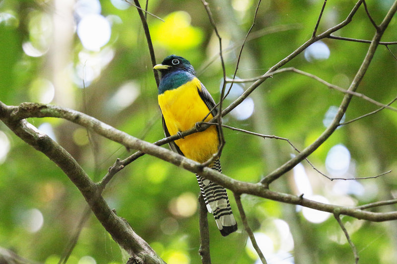 Kustlandskap i Costa Rica med djungel och hav