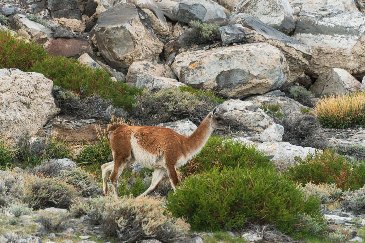 En guanaco med brun och vit päls går bland gröna buskar och gråa klippor i bergslandskap - perfekt för fiskeäventyr.