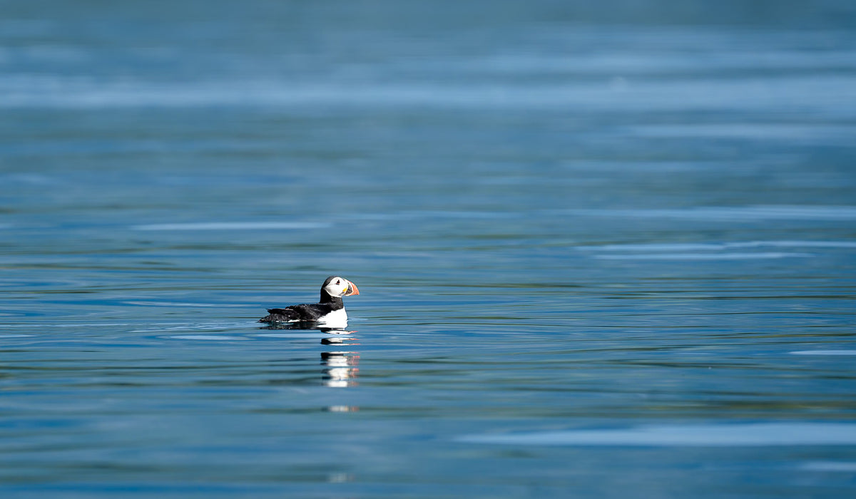 En lunnefågel med färgglad näbb flyter på lugnt blått vatten under klar himmel, observerad av en sportfiskare på fiskeresa.