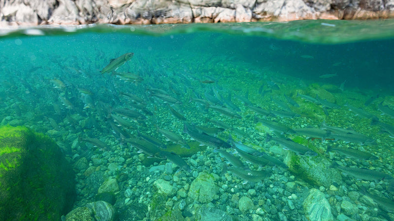 Undervattensvy av fiskstim över stenig botten, klart vatten och solljus. Perfekt för sportfiske och fiskeäventyr.