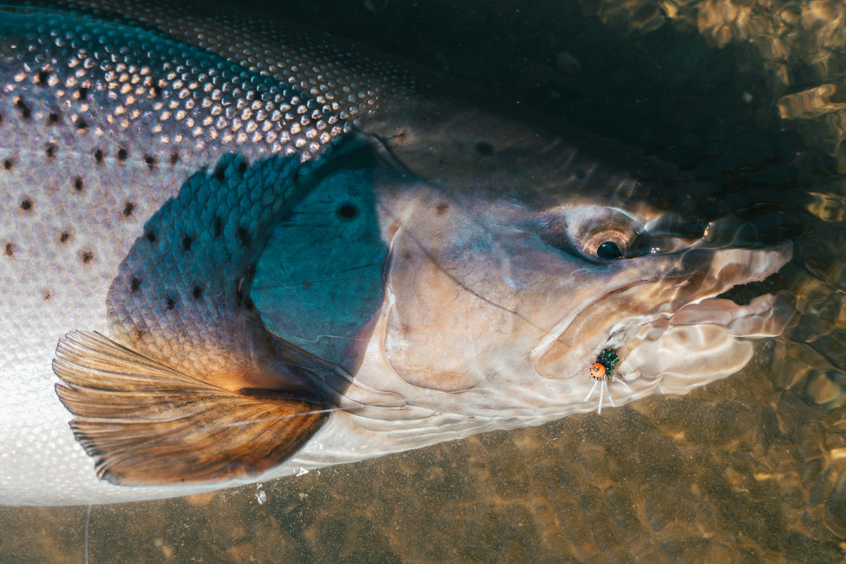 Närbild på stor fisk med glittrande fjäll i grunt vatten, fluga i munnen och solreflexer - perfekt för sportfiskeresa.