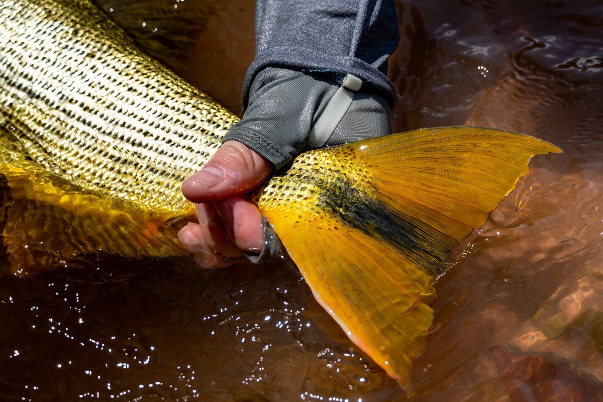 En sportfiskares hand med handske håller den gulsvarta stjärtfenan på en stor fisk i grunt, rödbrunt vatten.