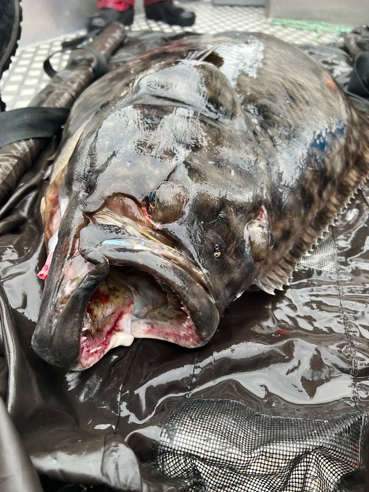 Närbild av en stor, nyfångad fisk med bred mun och vassa tänder på svart matta ombord under spännande fiskeresa.