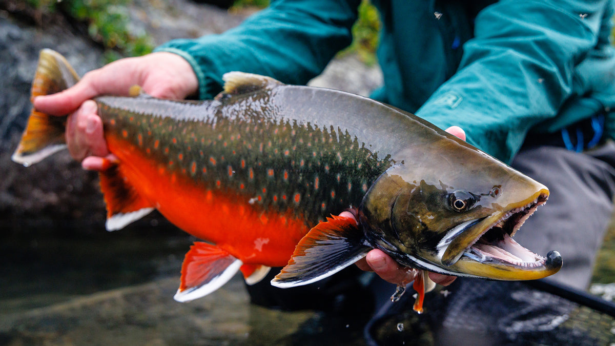 En sportfiskare i grön jacka håller en fisk med orange buk och vita prickar över klart vatten, munnen öppen med synliga tänder.