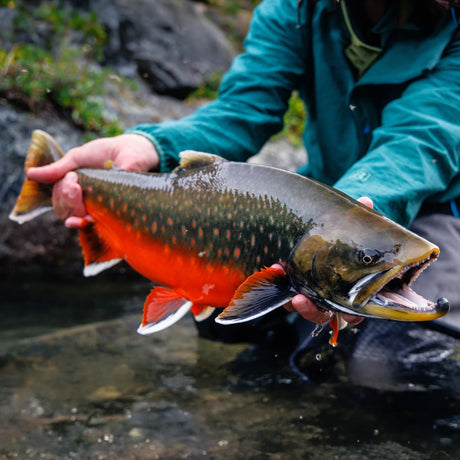 Sportfiskare i grön jacka håller upp fångad öring vid vatten, klippor och grönska under Fiskeresa Camp Isua på Grönland.