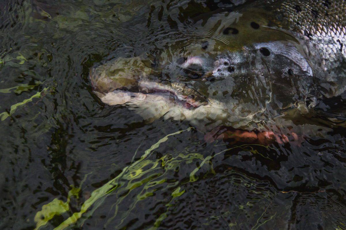 Närbild på en öringshuvud under mörkt, krusande vatten med gröna vattenväxter - perfekt för sportfiskare på fiskeresa.